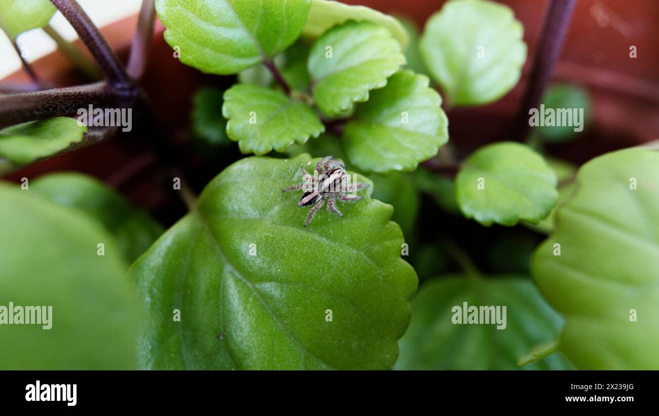 Kleine springende Spinne auf einem Blatt Stockfoto