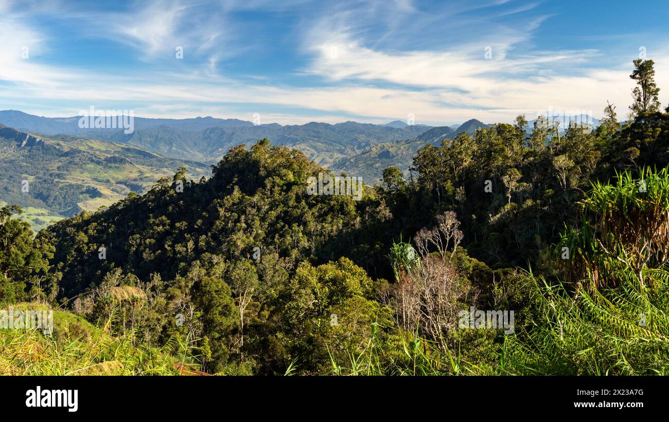 Bergregenwald, östliche Highlands, Papua-Neuguinea Stockfoto