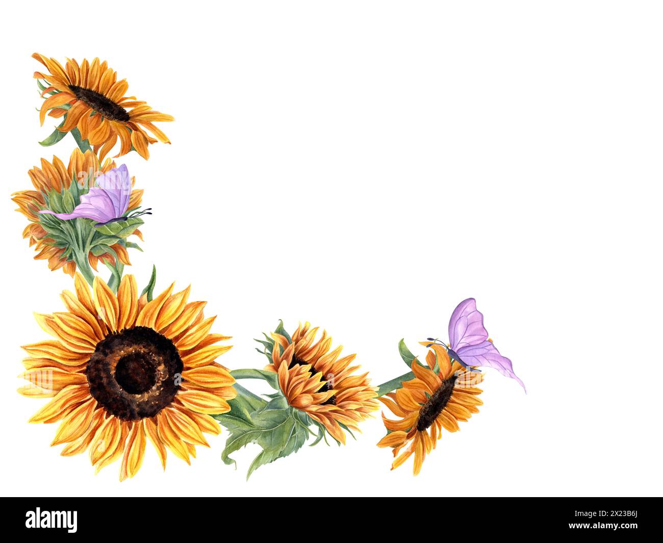 Sonnenblumen und Schmetterlinge. Hellgelbe Sommerblumen mit flatternden rosa Insekten. Horizontaler Vintage-Rahmen mit Kopierraum für Text. Stockfoto