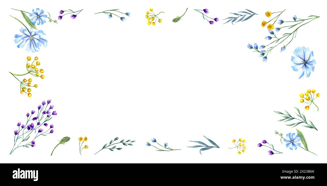 Wiesenblühende Pflanzen. Wildblumenzusammensetzung. Gelbe, blaue Blüten. Frühling, Sommergrün. Langer horizontaler Rahmen. Kopierbereich für Text. Stockfoto