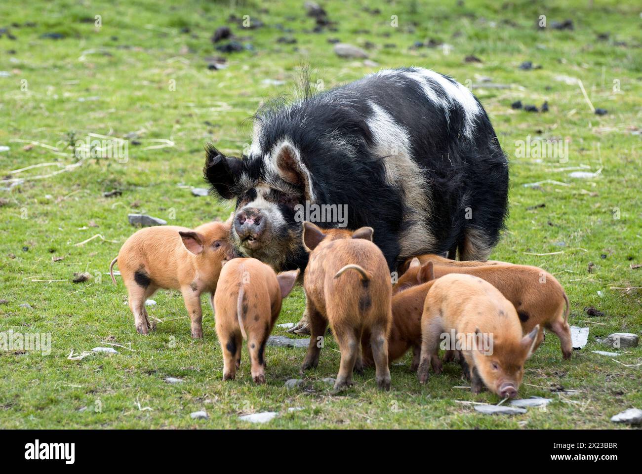 Schwarz-weiß gefleckte Kunekune seltene Rasse Schwein mit Kunekune Kreuzferkeln in feild in Schottland Stockfoto Schwarz-weiß gefleckte Kunekune seltene Rasse Schwein mit Kunekune Kreuzferkeln in feild in Schottland Stockfoto