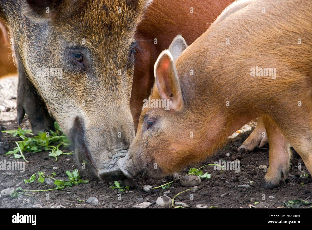 Wildschweinmutterschwein mit gekreuzten Kune Kune Kune-Ferkeln auf der Jagd in Schottland Stockfoto