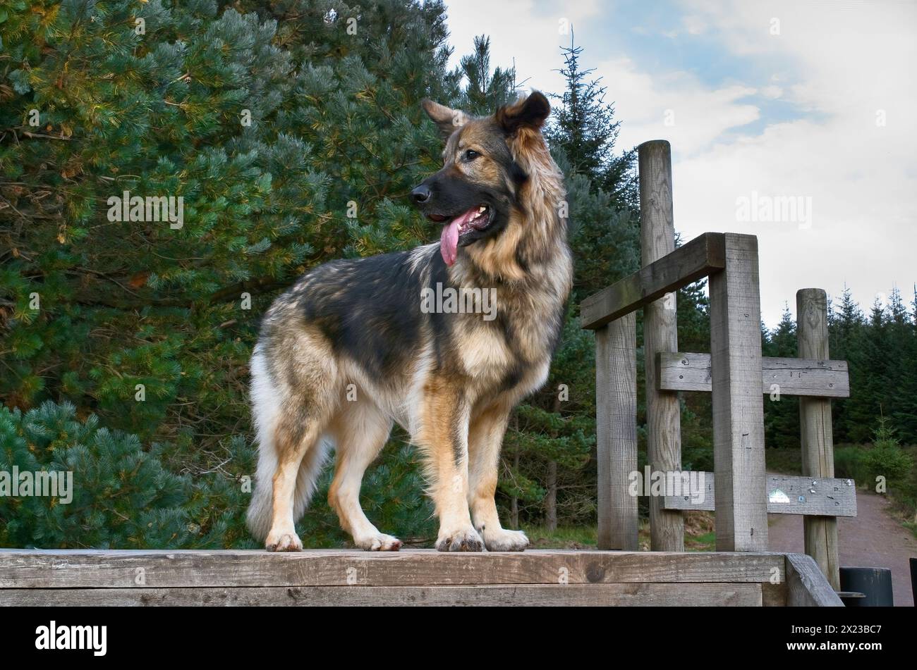 Wunderschöner langhaariger Deutscher Schäferhund, geduldig auf einer Holzbrücke auf einem Waldweg in Schottland, mit der Zunge herabhängend Stockfoto