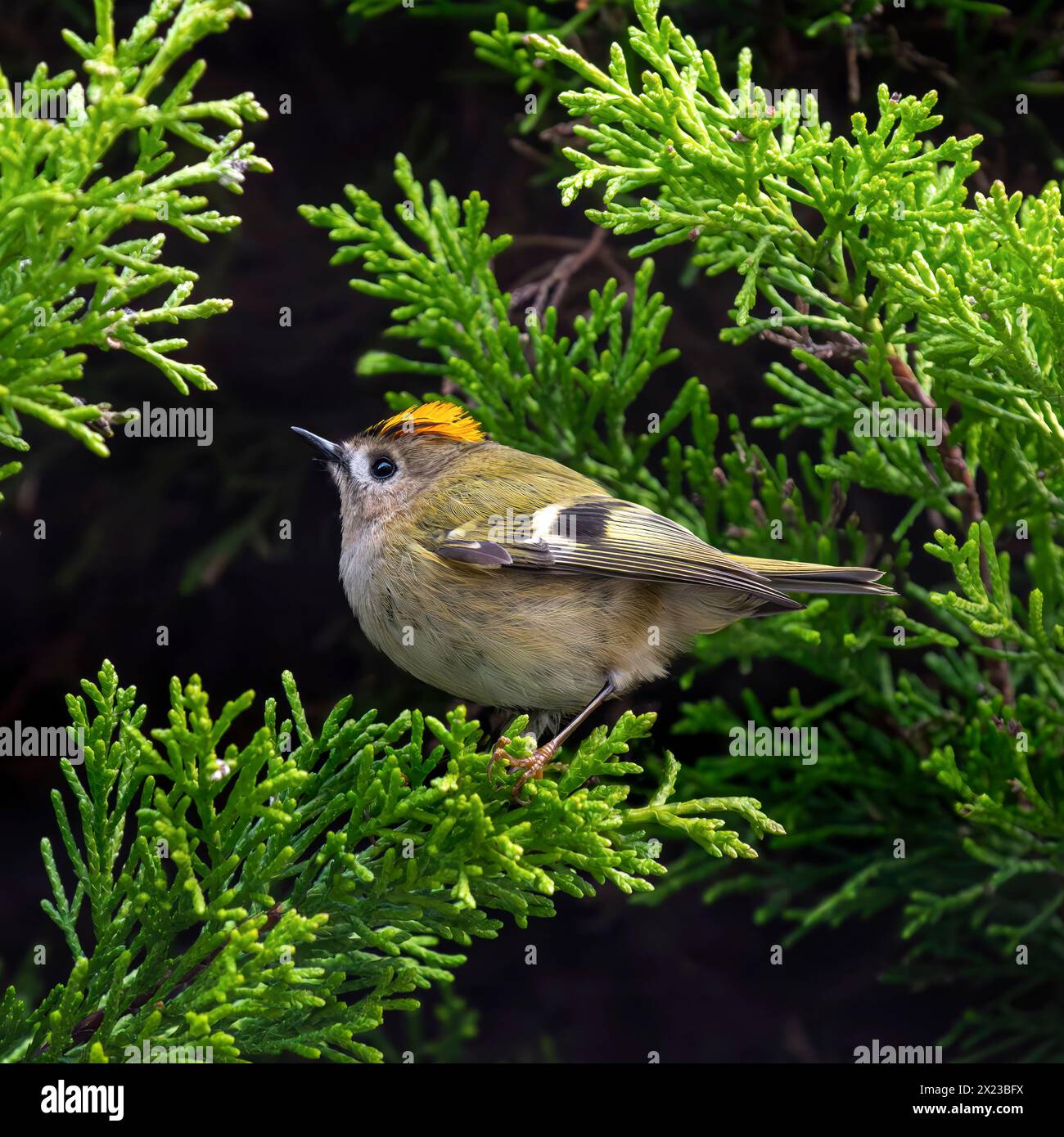Goldcrest, oder Golden gekröntes Königskreis im Koniferbaum Stockfoto