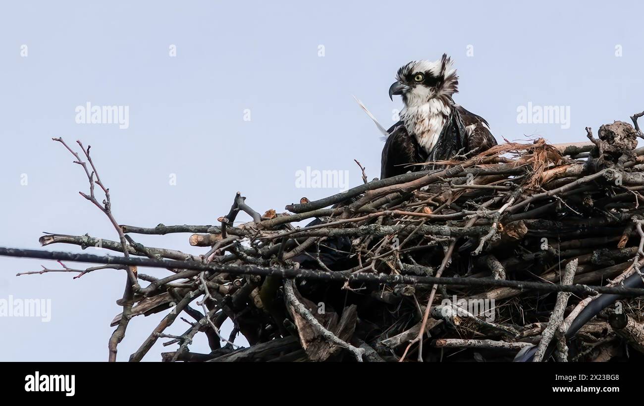 Ein Fischadler sitzt wachsam in seinem aufwändig gebauten Nest aus Stäben und beobachtet seine Umgebung von einem hohen Aussichtspunkt aus Stockfoto