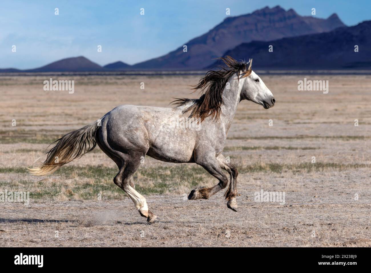 Die Wildpferdeherde des Onaqui Mountain hat eine leichte bis mittelschwere Struktur und ist in Farben wie Sauerampfer, roan, Buchleder, Schwarz, Palomino, und grau. Stockfoto
