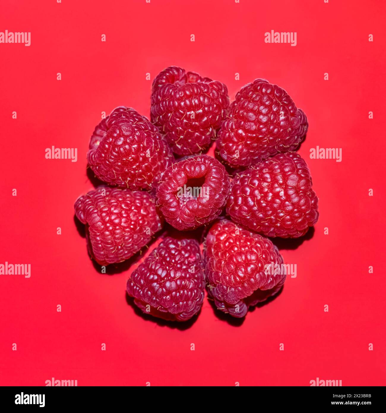 Himbeeren auf rotem Hintergrund im Blumendesign Stockfoto