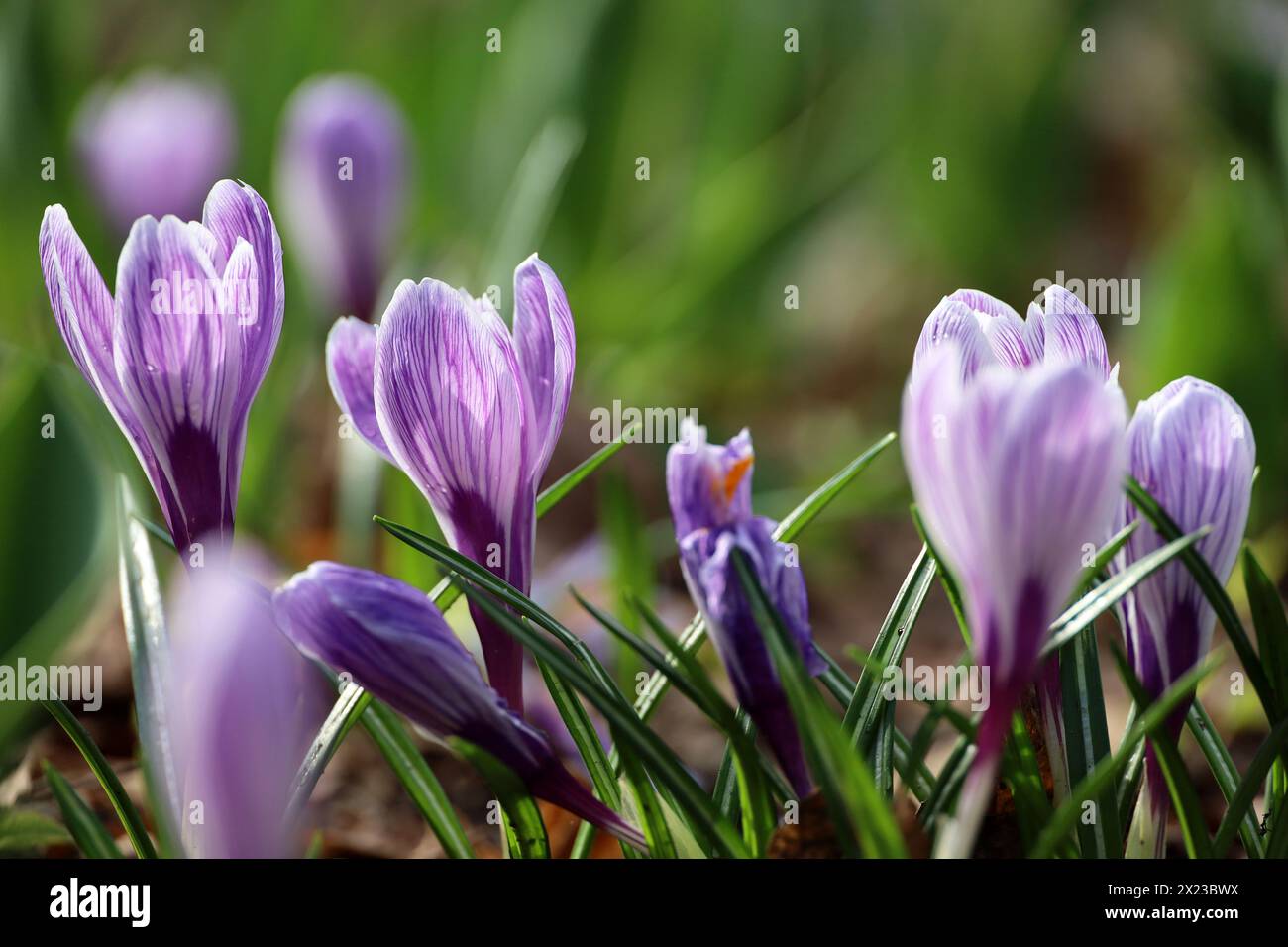 Krokusblüten blühen im Frühlingsgarten, violetter Safran Stockfoto