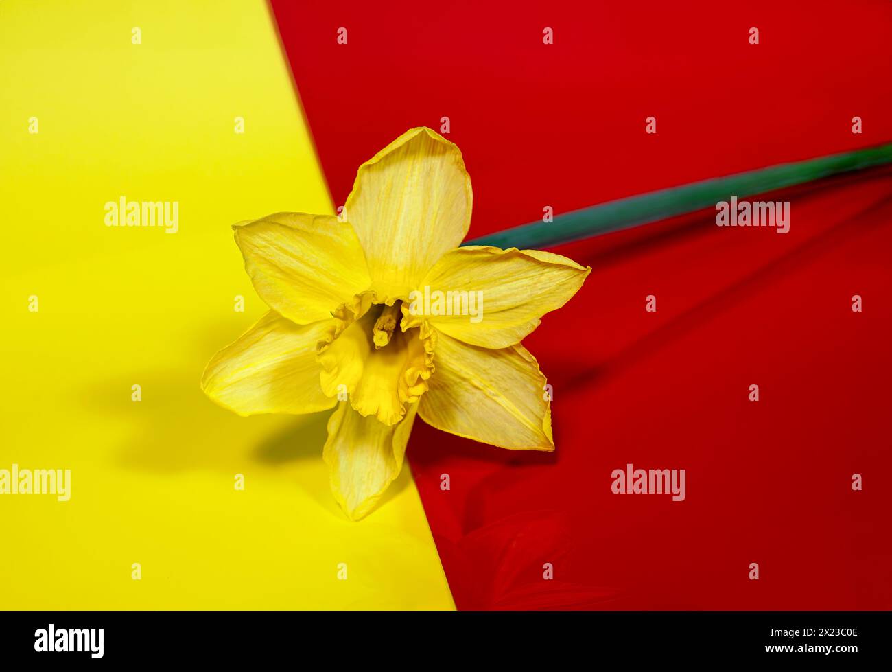 Einzelne Narzissen-Blume auf rotem und gelbem Hintergrund. Konzept der Feder Stockfoto