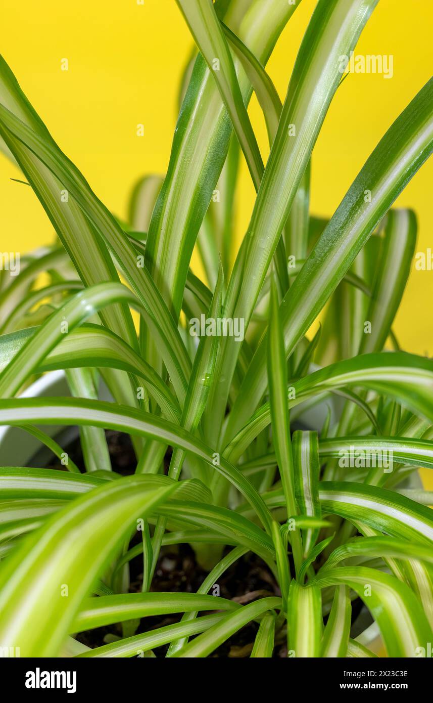 Spinnenpflanze nah vor gelbem Hintergrund Stockfoto