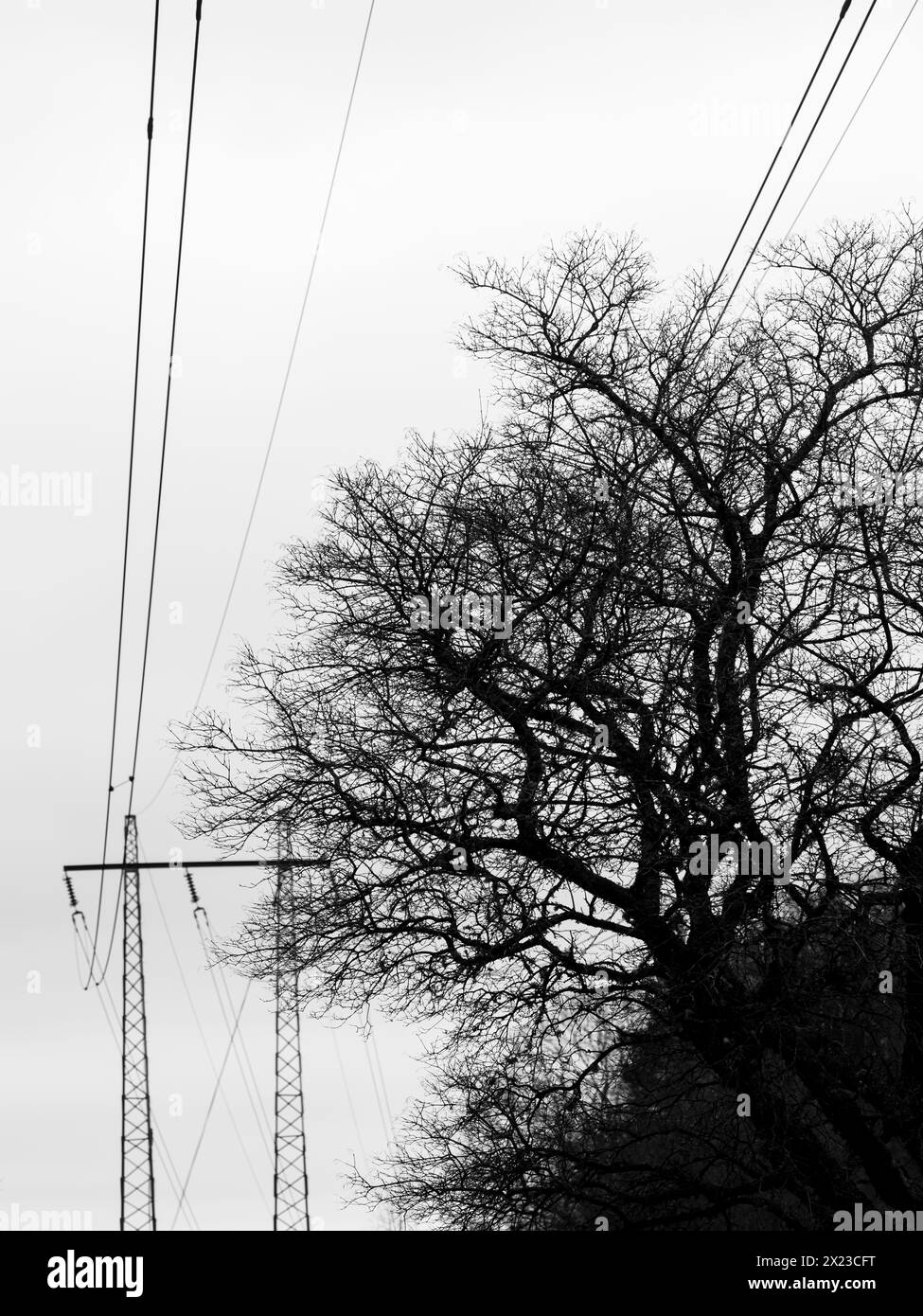 Eine schwarze und weiße Szene, die hohe Stromleitungen zeigt, die durch einen Baumhain schneiden. Der Kontrast zwischen den künstlichen Strukturen und dem Naturelem Stockfoto