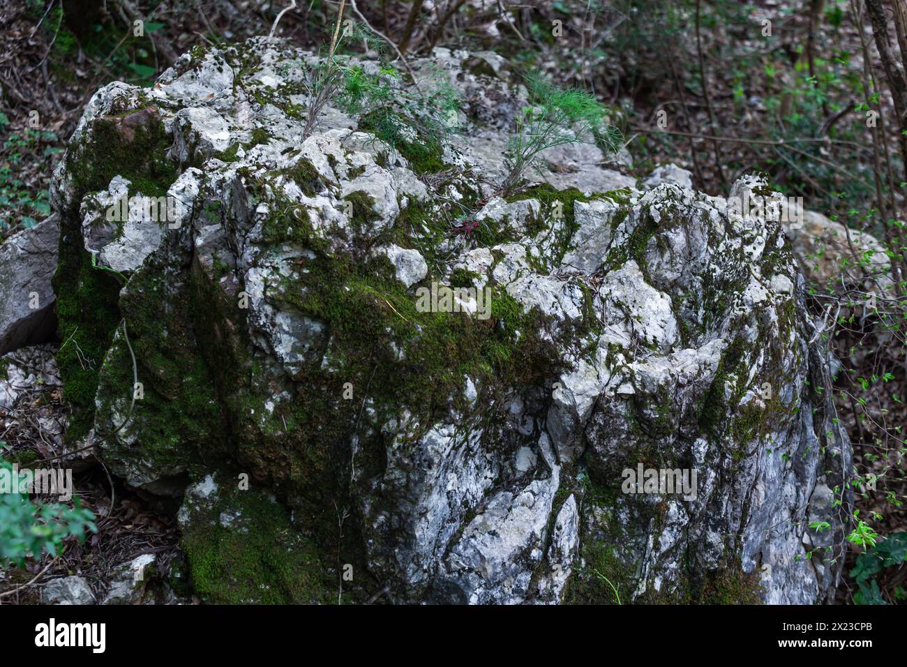 Nahaufnahme eines grauen Felsens und eines Teppichs aus Moos, die ein Grasmuster auf dem Felsen erzeugen. Textur. Hintergrund. Stockfoto