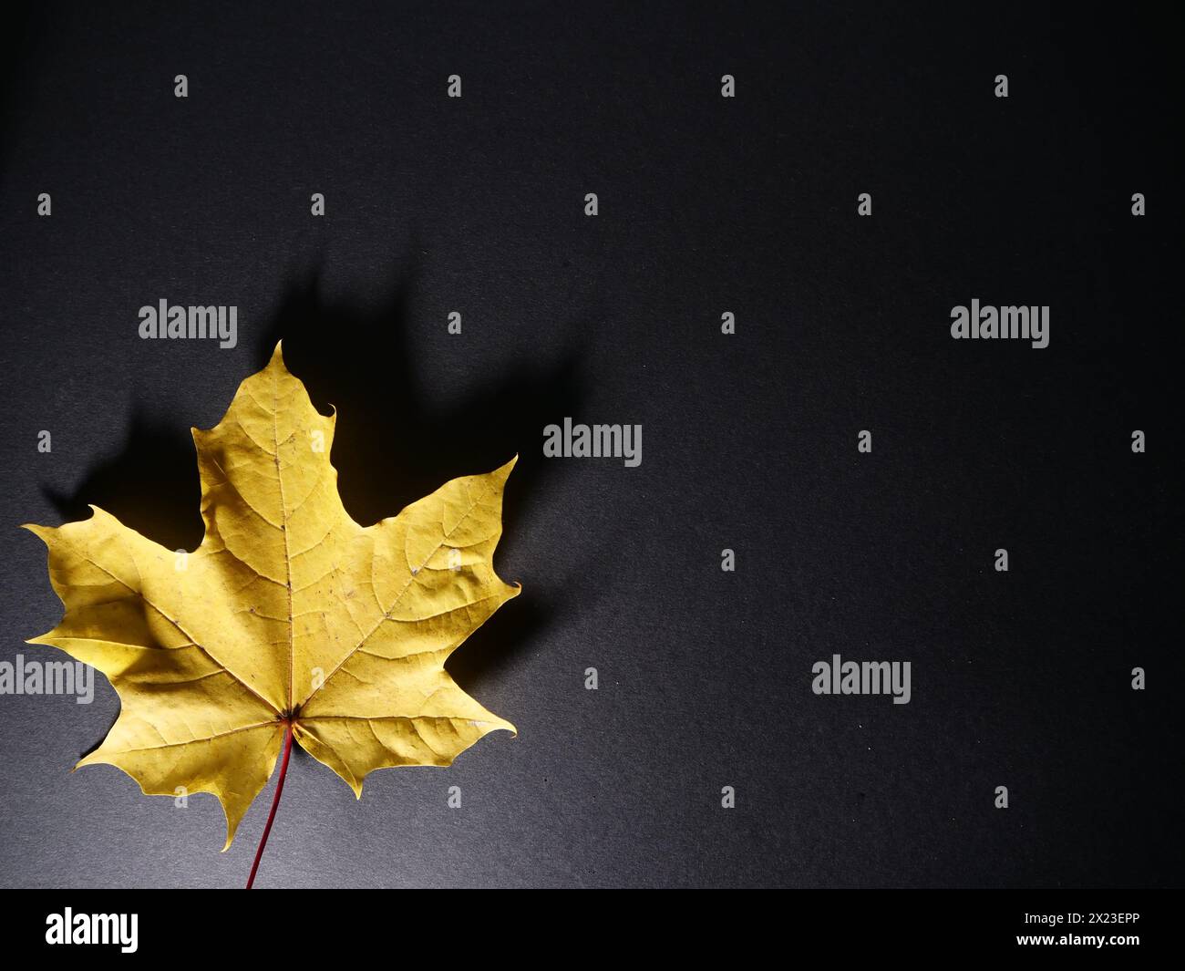 Bunte Herbstblätter auf schwarzem Hintergrund Stockfoto