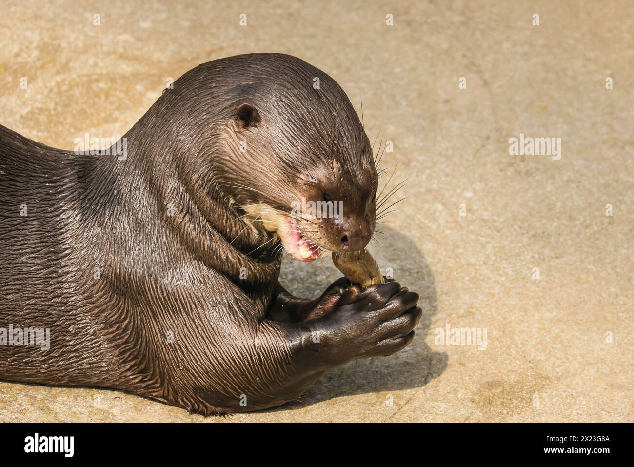 Riesenotter (Pteronura brasiliensis), verspielter Erwachsener, isst Fische, gefangen Stockfoto