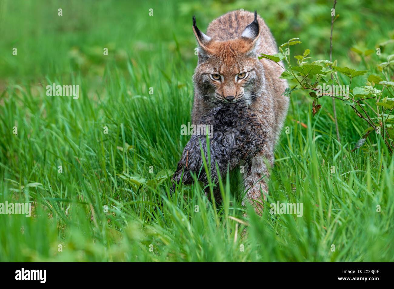 Jagen Sie Eurasischen Luchsen (Lynx Luchse), die mit gefangener Muskrate (Ondatra zibethicus) in ihrem Maul auf der Wiese leben Stockfoto