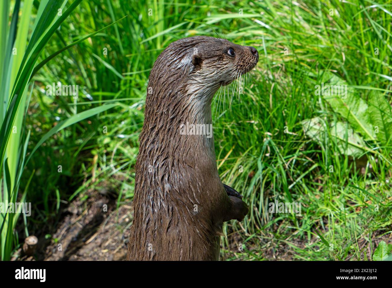 Neugieriger eurasischer Otter / Europäischer Otter (Lutra lutra) stehend aufrecht auf Hinterbeinen am Flussufer / Flussufer Stockfoto