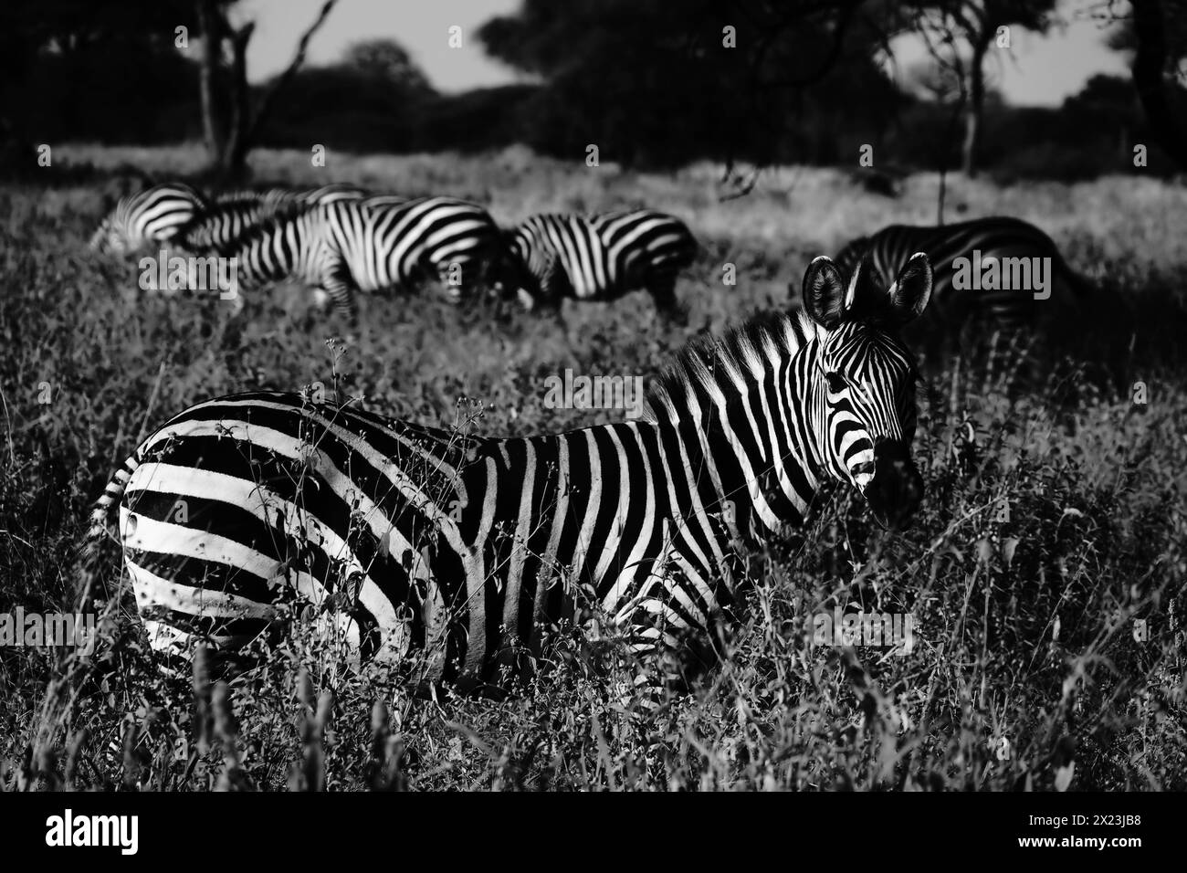 S&W Zebra, Serengeti Stockfoto