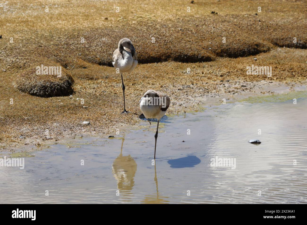 Flamingos in der Nähe eines Teichs in Peru Stockfoto