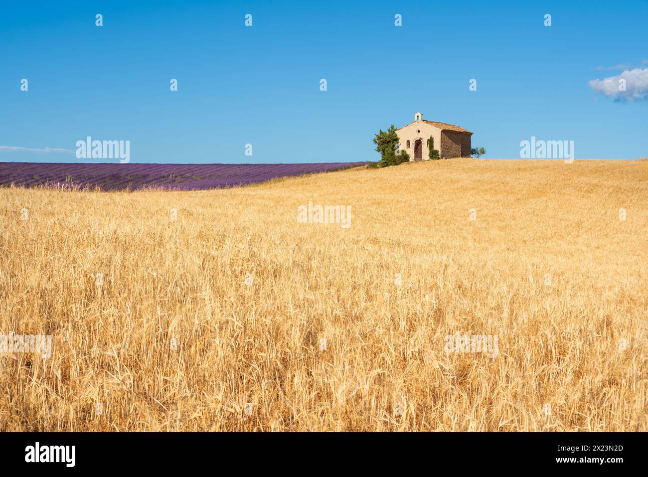 Sommerszene in der Provence, Weizen- und Lavendelfelder mit der kleinen Kapelle Entrevennes. Alpes-de-Haute-Provence, Frankreich Stockfoto