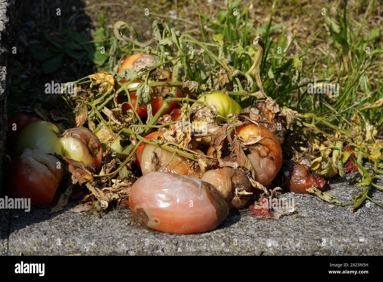 Tomatenfrüchte verrotten, geformt oder auf andere Weise beschädigt zusammen Stiele, Blätter und die übrigen Pflanzen verfallen langsam als Kompost im offenen Raum. Stockfoto