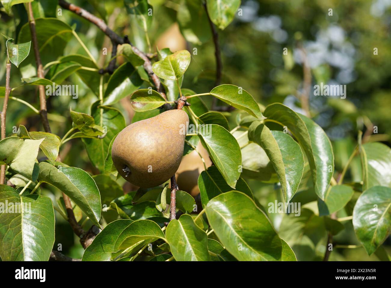 Eine Vielzahl von Birnenfrüchten, genannt Gellert's Butterbirne, die auf dem Baum inmitten üppiger Laub gefangen werden. Der Name Pyrus communis wird lateinisch genannt. Stockfoto