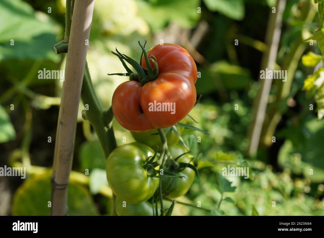 Große rote und reife Fruchtfleisch von Beefsteak-Tomaten, die auf einem Stamm wachsen. Im Hintergrund gibt es mehr Tomatenpflanzen mit Früchten. Stockfoto