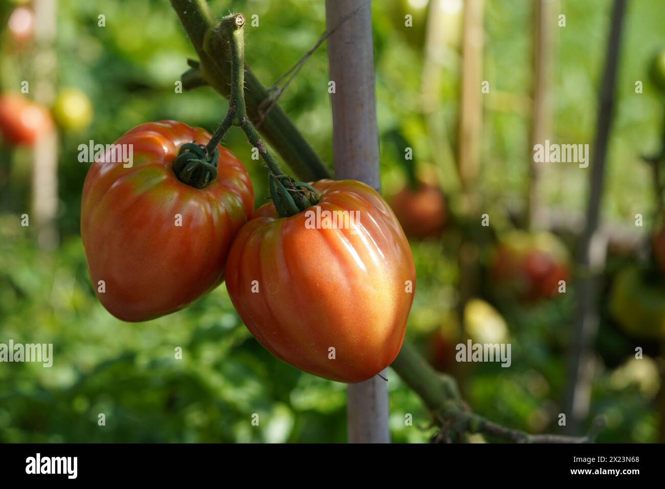 Zwei fleischige Beefsteak-Tomaten wachsen auf einem Stamm. Im Hintergrund gibt es mehr Tomatenpflanzen mit Früchten. Stockfoto