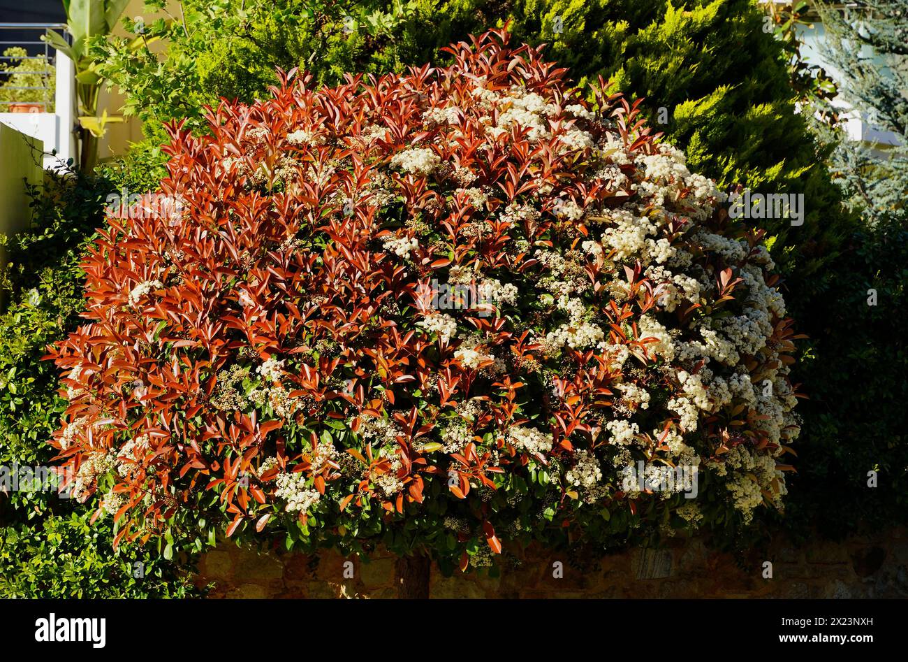Ein blühender Photinia fraseri rotkehlchenbaum mit roten und grünen Blättern und weißen Blüten Stockfoto