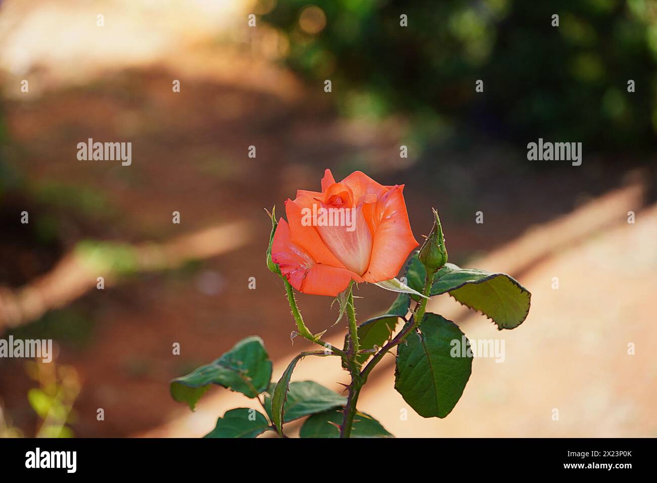 Eine schöne orange Rose oder rosa Stockfoto