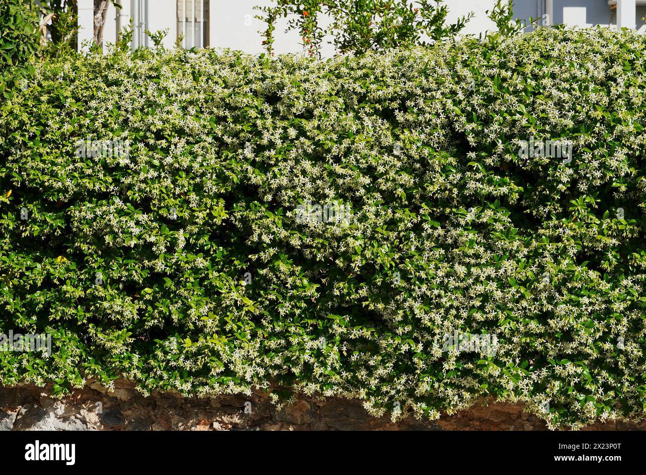Südlicher Jasmin oder Sternjasmin oder Rhynchospermum jasminoides, in voller Blüte, bedeckt eine Wand Stockfoto