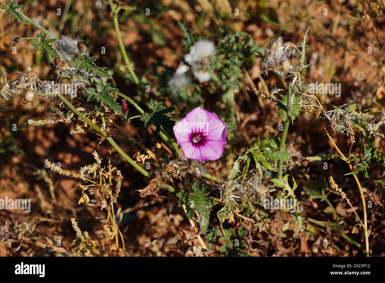 Konvolvulus elegantissimus rosa Blume in Griechenland Stockfoto