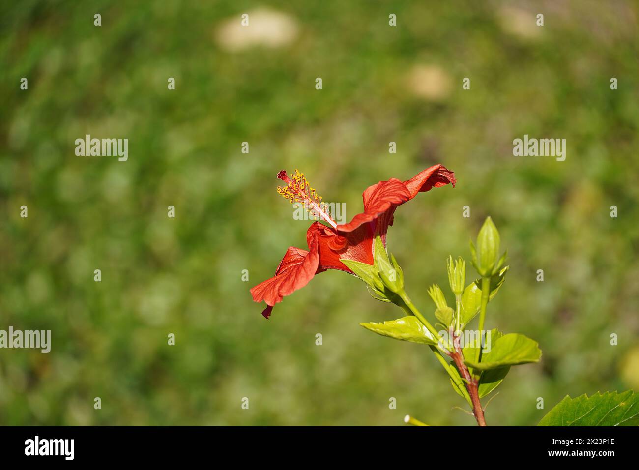 Rote Hibiskusblüte in Athen, Griechenland Stockfoto