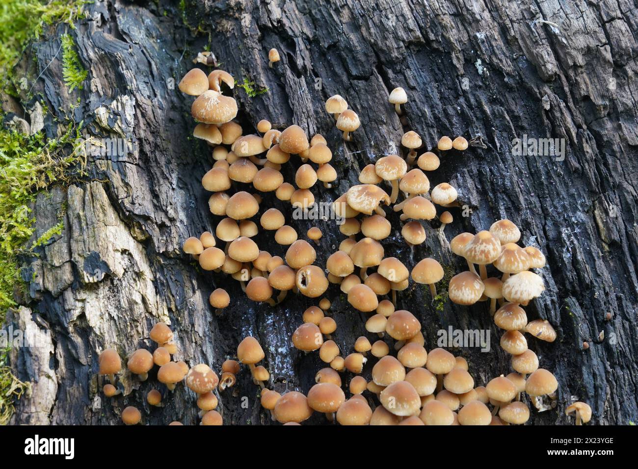 Der Speisepilz Hypholoma capnoides in der Familie der Strophariaceae, der auf einem abfallenden Baumstamm wächst. Stockfoto