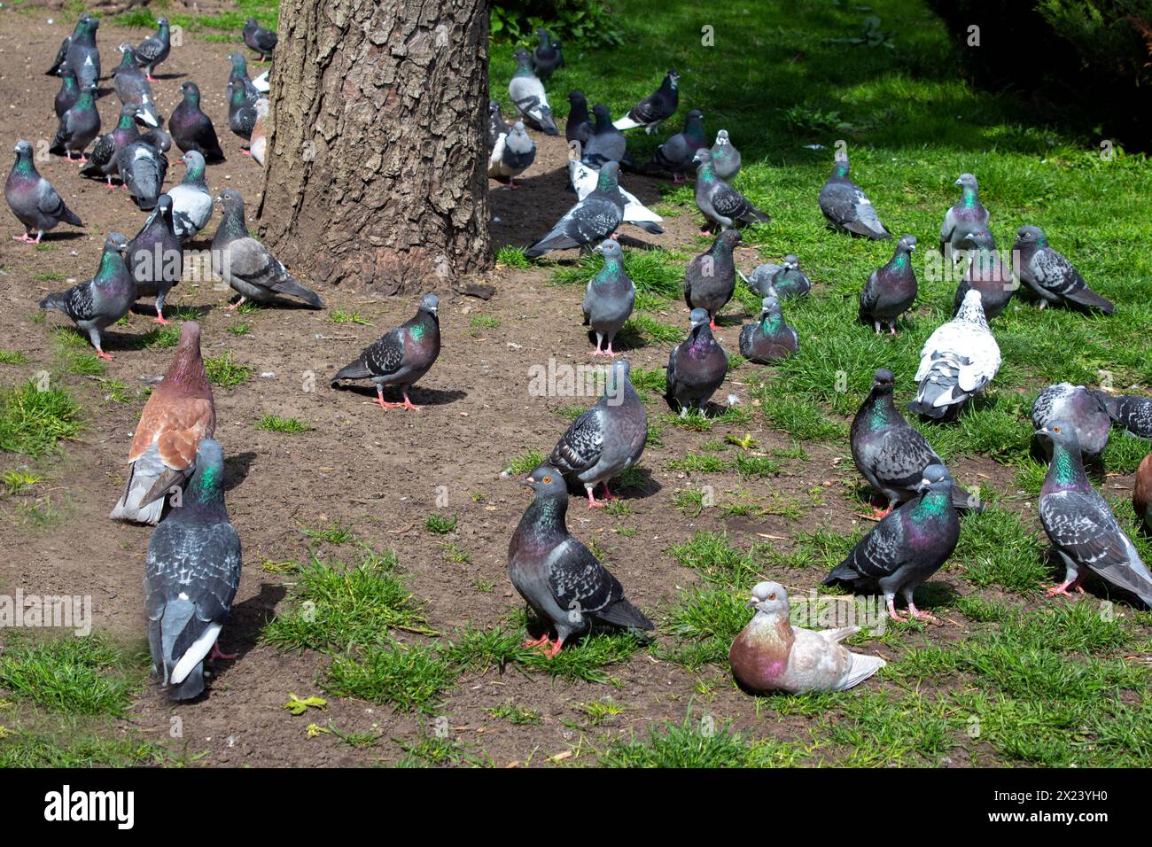 Viele Tauben ruhen auf dem Gras in einem Stadtpark. Eine Vogelherde auf dem Rasen. Stadtvögel Stockfoto