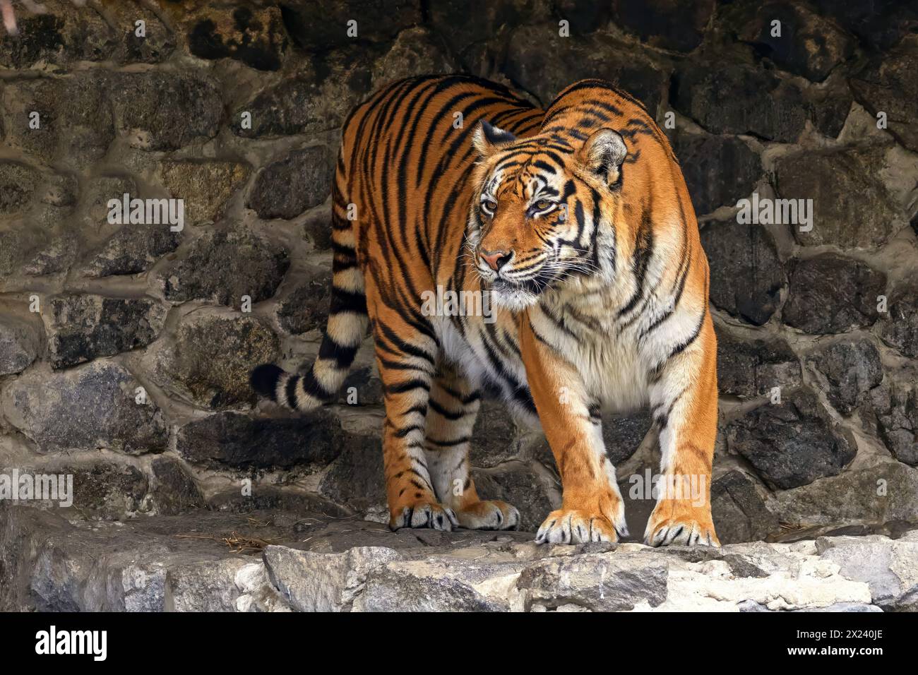 Bild eines erwachsenen Tiertiers auf den Steinen im Zoo Stockfoto