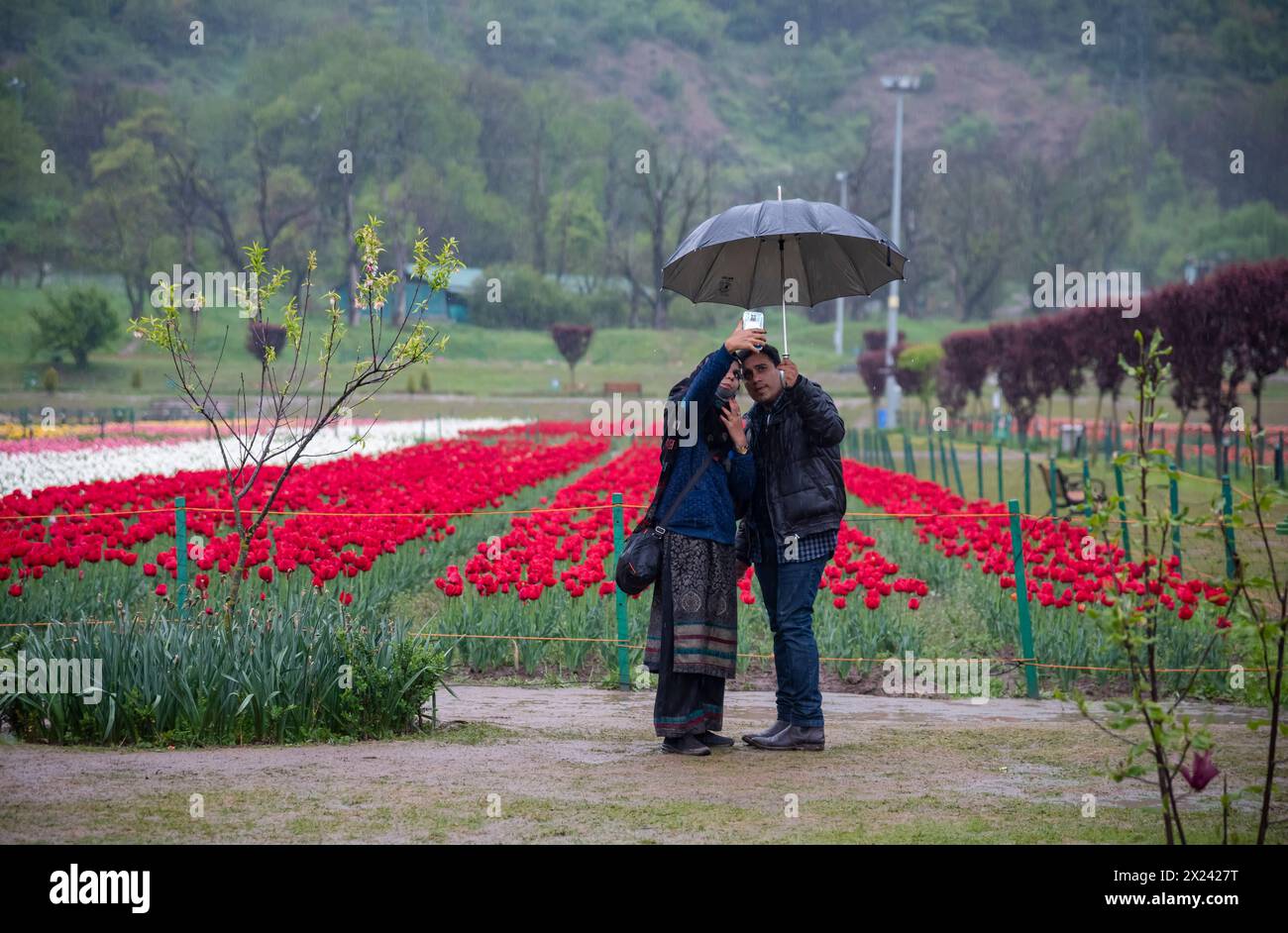 Ein Touristenpaar wird beobachtet, wie sie Fotos vor dem Tulpenfeld im Tulpengarten bei starken Regenfällen in Srinagar machen. Die Wetterabteilung hat für die nächsten 24 Stunden leichte bis mäßige Regenfälle und Gewitter prognostiziert. Sie erwähnten auch, dass am 20. April in verstreuten Gebieten leichte Regenfälle auftreten könnten. Vom 21. Bis 25. April ist generell mit trockenem Wetter zu rechnen, allerdings können in diesem Zeitraum isolierte Gewitterschaueraktivitäten am Nachmittag nicht ausgeschlossen werden. In höher gelegenen Gebieten ist Neuschnee eingetreten. Stockfoto