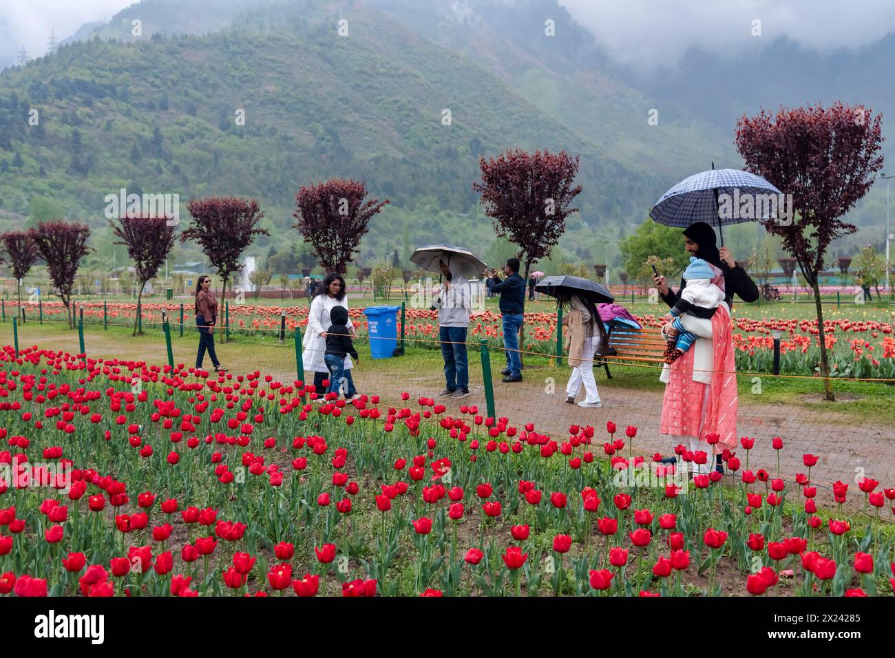 Touristen sehen sich bei starkem Regen in Srinagar im Tulpengarten fotografieren. Die Wetterabteilung hat für die nächsten 24 Stunden leichte bis mäßige Regenfälle und Gewitter prognostiziert. Sie erwähnten auch, dass am 20. April in verstreuten Gebieten leichte Regenfälle auftreten könnten. Vom 21. Bis 25. April ist generell mit trockenem Wetter zu rechnen, allerdings können in diesem Zeitraum isolierte Gewitterschaueraktivitäten am Nachmittag nicht ausgeschlossen werden. In höher gelegenen Gebieten ist Neuschnee eingetreten. Stockfoto