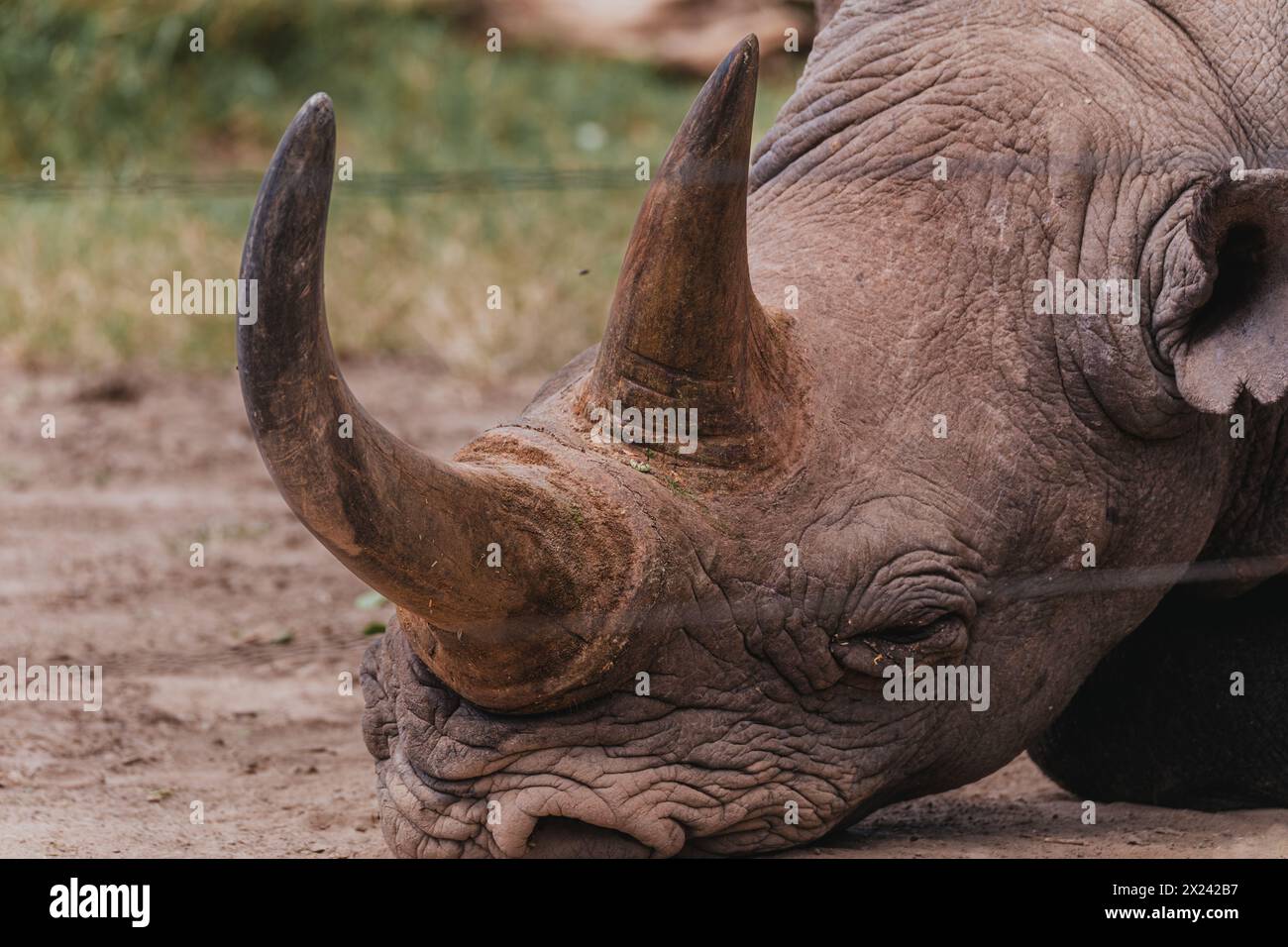 Baraka, ein widerstandsfähiges blindes Nashorn, ruht in der Ol Pejeta Conservancy Stockfoto