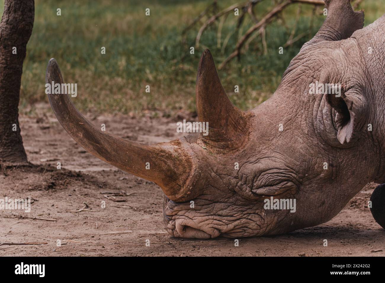 Baraka, ein widerstandsfähiges blindes Nashorn, ruht in der Ol Pejeta Conservancy Stockfoto