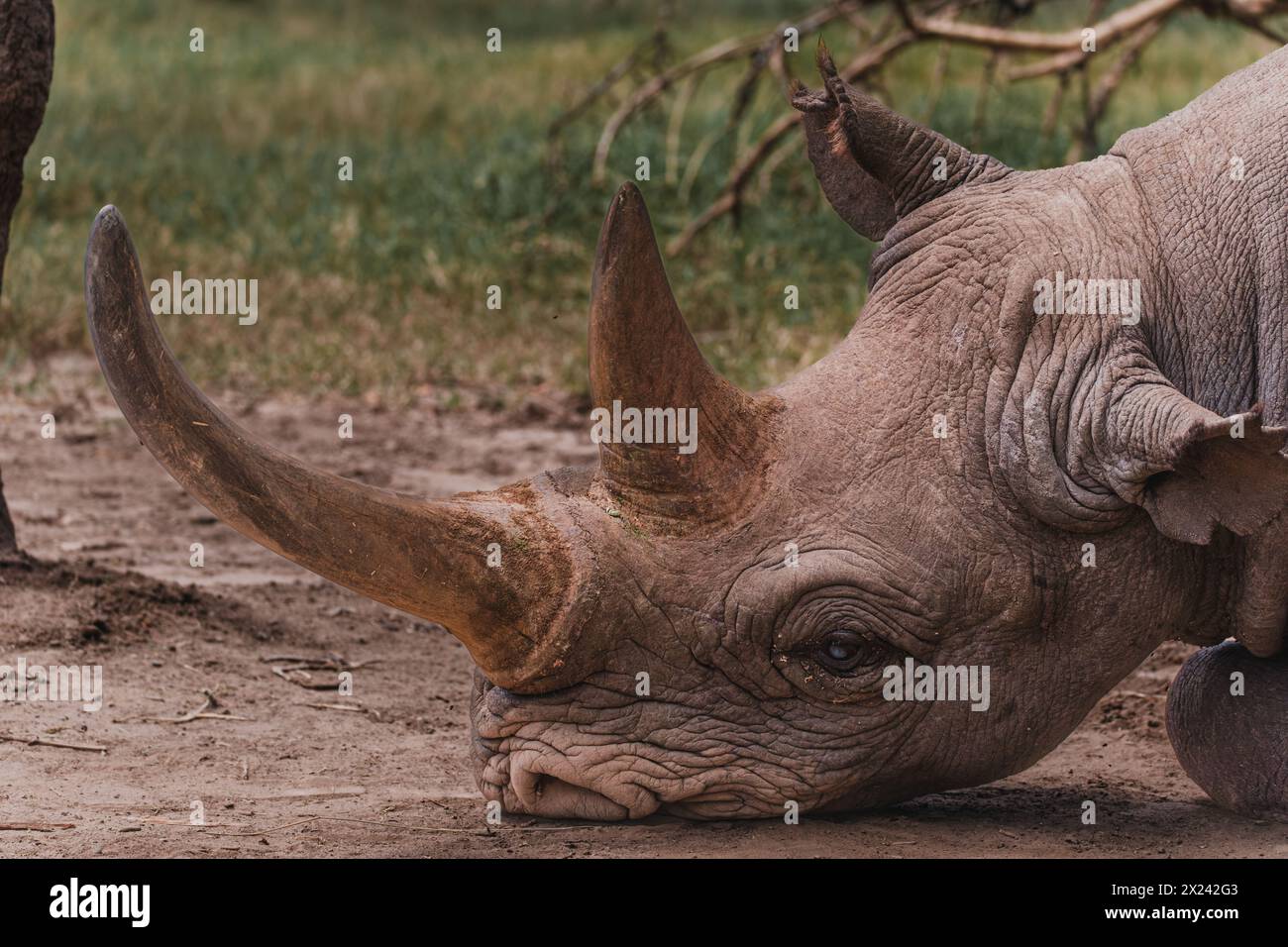 Baraka, ein widerstandsfähiges blindes Nashorn, ruht in der Ol Pejeta Conservancy Stockfoto