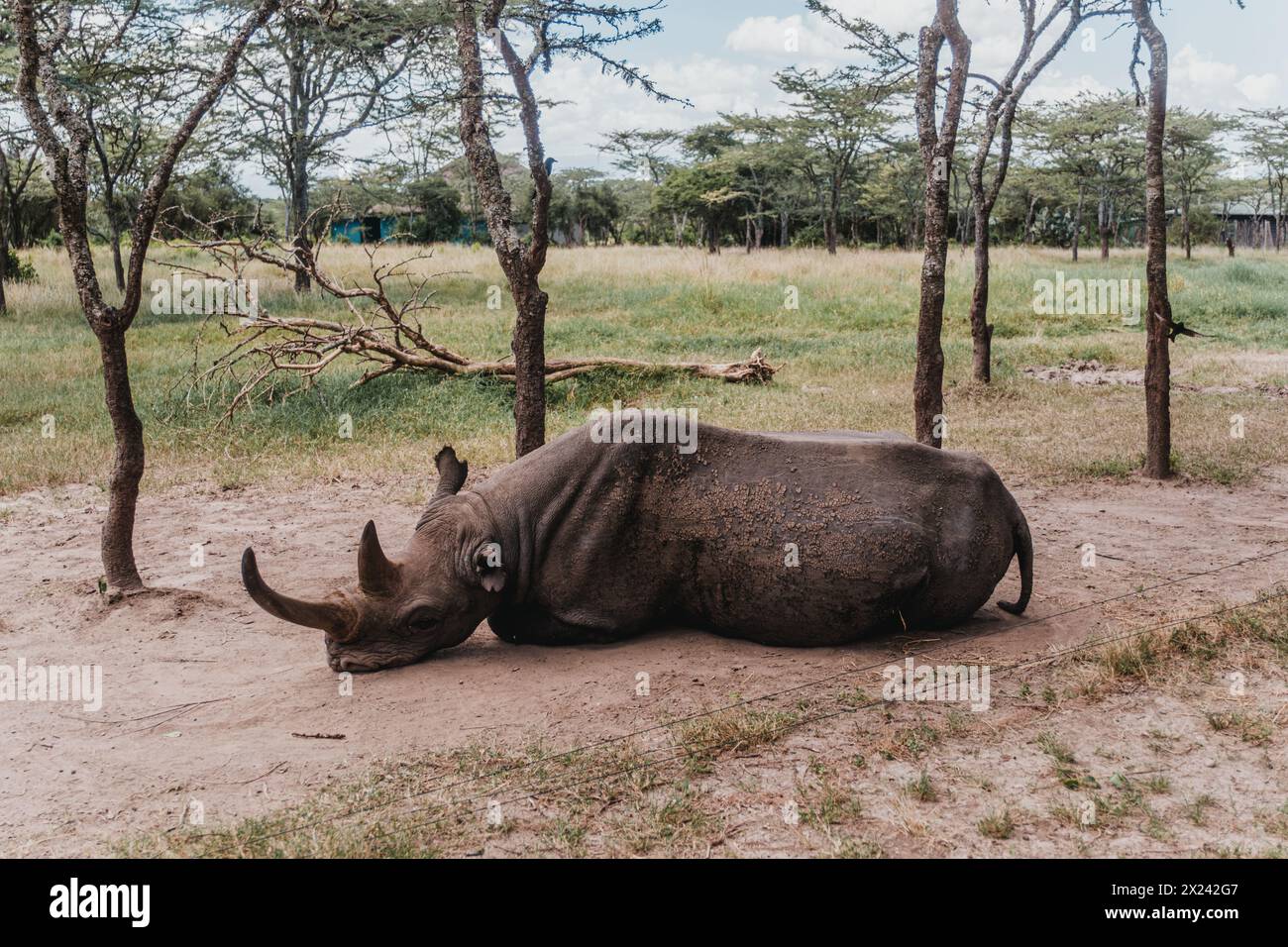 Baraka, ein widerstandsfähiges blindes Nashorn, ruht in der Ol Pejeta Conservancy Stockfoto