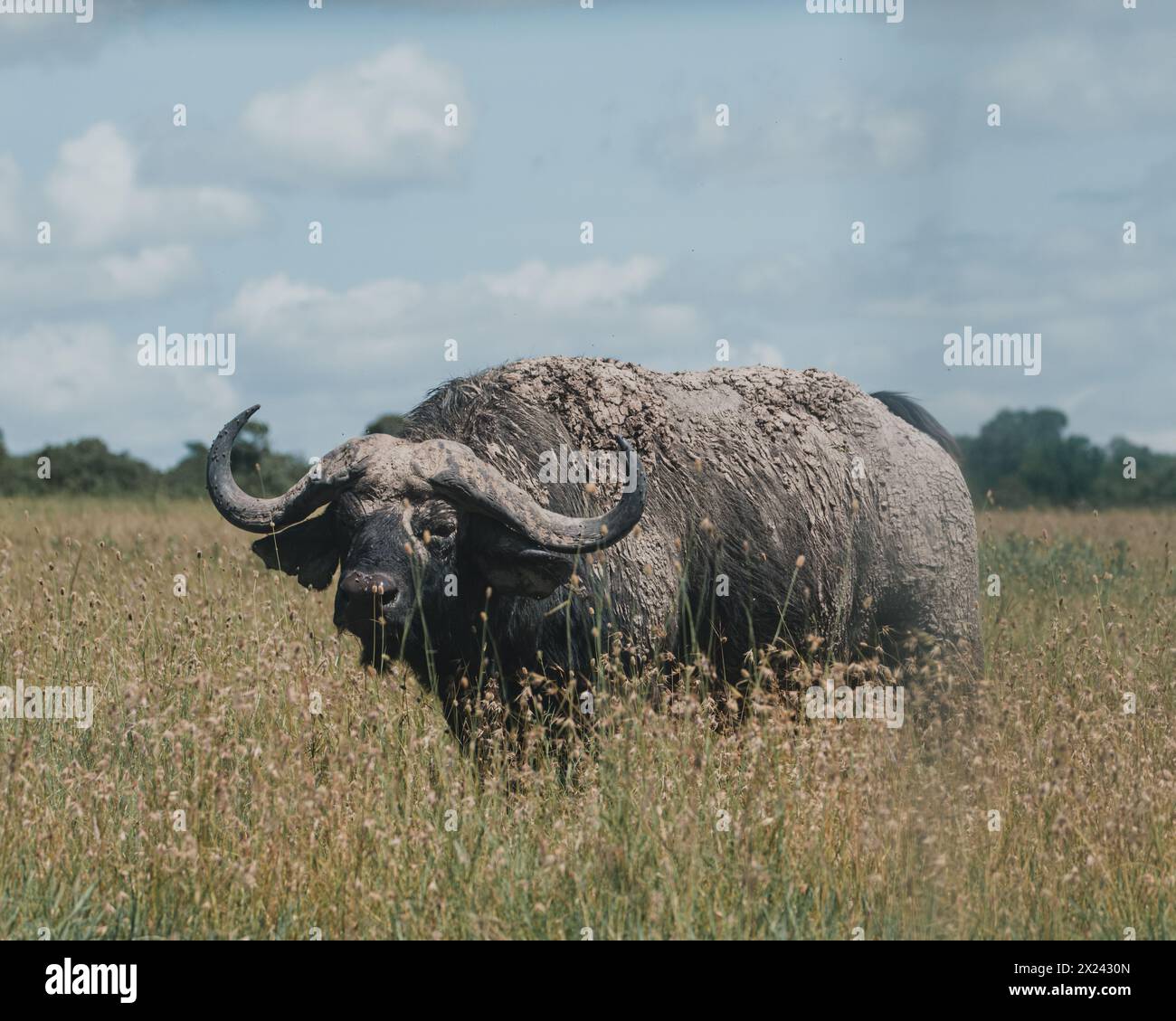 Schlammgebackene Wasserbüffel stehen wachsam in Ol Pejeta Grasland Stockfoto