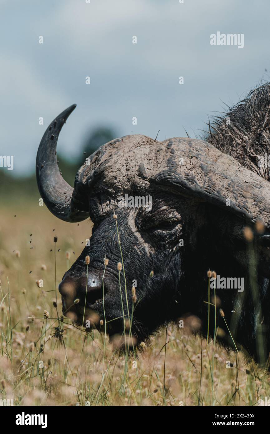 Schlammgebackene Wasserbüffel stehen wachsam in Ol Pejeta Grasland Stockfoto