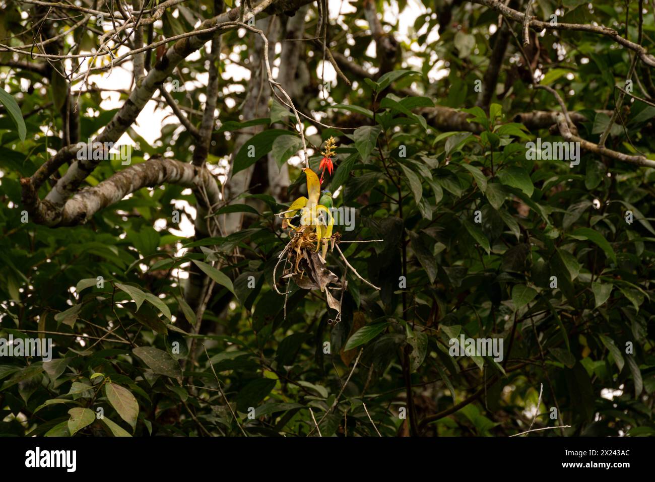 Exotische Vögel auf einem Epiphyten in Südamerika Stockfoto