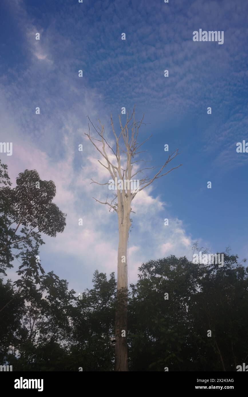 Ein toter Baum im Amazonaswald Stockfoto