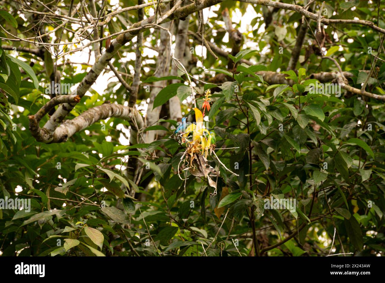 Exotische Vögel auf einem Epiphyten in Südamerika Stockfoto