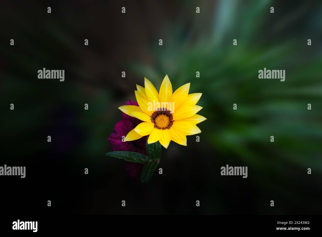 Gazania rigens (syn. G. splendens), manchmal auch Schatzblume genannt, ist eine blühende Pflanze aus der Familie der Asteraceae, die im Küstengebiet beheimatet ist Stockfoto