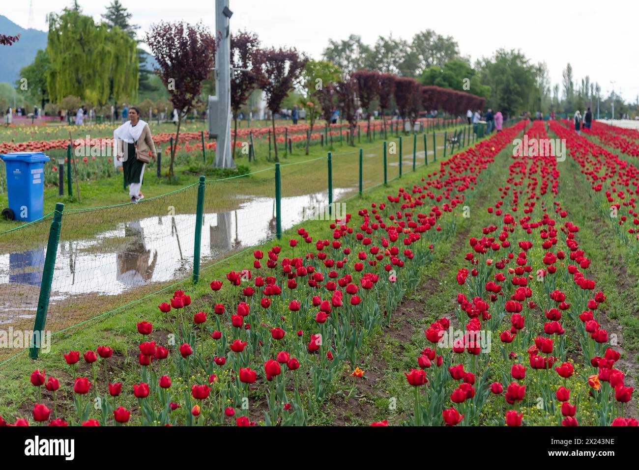 Eine Frau läuft an blühenden Tulpen im Tulpengarten vorbei, inmitten von Regenfällen in Srinagar. Die Wetterabteilung hat für die nächsten 24 Stunden leichte bis mäßige Regenfälle und Gewitter prognostiziert. Sie erwähnten auch, dass am 20. April in verstreuten Gebieten leichte Regenfälle auftreten könnten. Vom 21. Bis 25. April ist generell mit trockenem Wetter zu rechnen, allerdings können in diesem Zeitraum isolierte Gewitterschaueraktivitäten am Nachmittag nicht ausgeschlossen werden. In höher gelegenen Gebieten ist Neuschnee eingetreten. (Foto: Idrees Abbas/SOPA Images/SIPA USA) Stockfoto