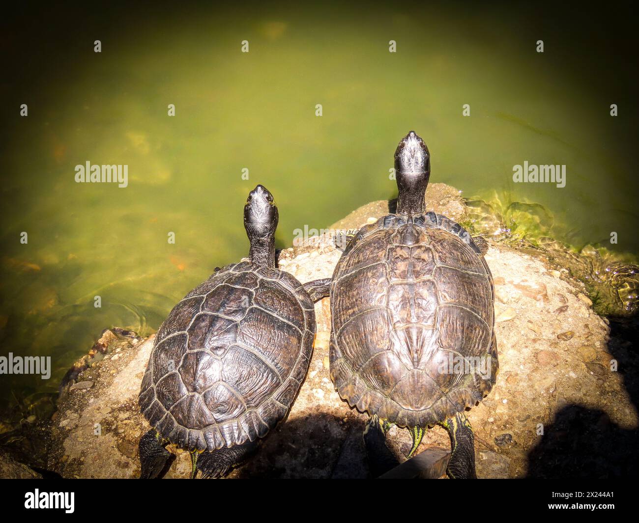Gruppe von Schildkröten in der Sonne auf dem Felsen am Ufer des Teichs des Parks Stockfoto