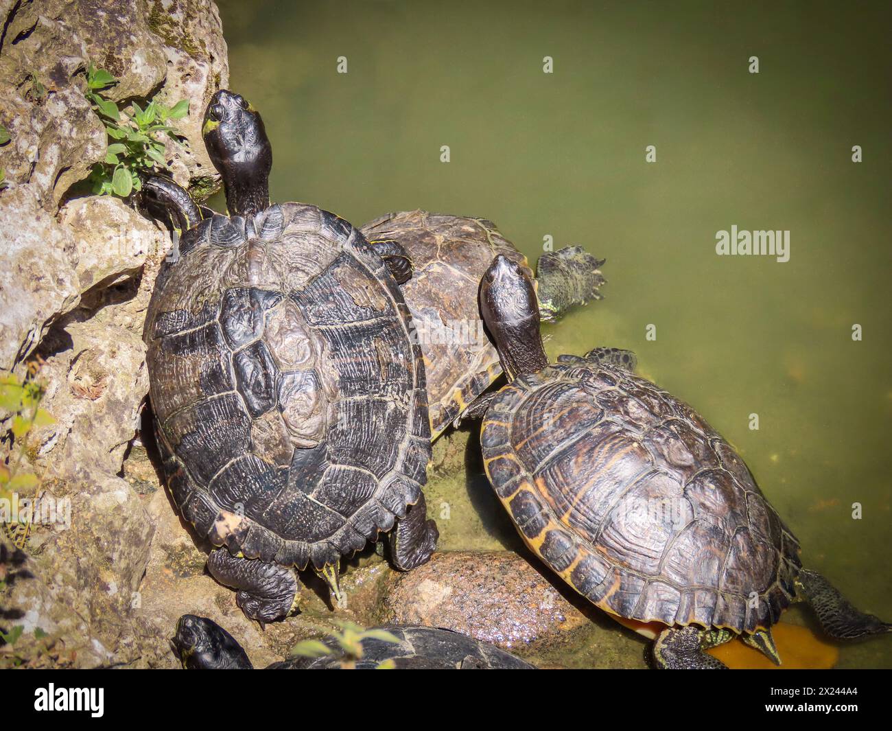 Gruppe von Schildkröten in der Sonne auf dem Felsen am Ufer des Teichs des Parks Stockfoto